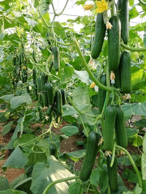 Cucumber Farming in polyhouse - step by step Guide 5 Salad Recipes Cucumber, Cucumbers And Onions In Vinegar, Cucumbers Recipes, Cucumber Drinks, Cucumber Water Recipe, Cucumber Garden, Cucumber Salad Recipes, Recipes Cucumber, Cucumber Snacks