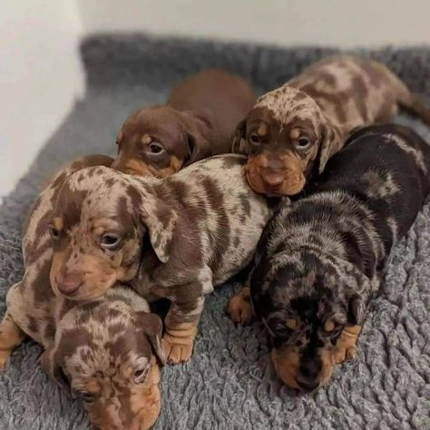 Winner Dogs, Sausage Dog Puppy, Miniature Dachshund Puppies, Daschund Puppies, Dachshund Puppy Miniature, Very Cute Puppies, Cute Puppy Pictures, Very Cute Dogs, Really Cute Dogs