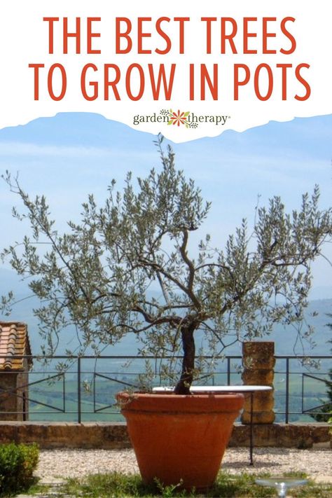 Tree Planters Ideas, Planting Trees In Pots, Potted Trees For Privacy, Pot Trees Outdoor, Front Porch Potted Trees, Best Potted Trees Outdoor, Deck Trees In Pots, Pine Tree In Pot, Best Trees For Pots Outdoors