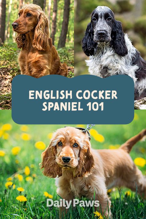 Intelligent and naturally curious, English cocker spaniels are compact hunting dogs bred to flush and retrieve game. These cheerful pups also make great family pets—kids and seniors alike will find a loyal companion in the English cocker. #breeds #petbreeds #breedroundup #catbreeds #kittenbreeds #dogbreeds #bestcatbreeds #bestdogbreeds English Spaniel Cocker, English Cocker Spaniel Colors, English Cocker Spaniel Haircut, Cocker Spaniel Colors, Cocker Spaniel Breeders, Cocker Spaniel Haircut, Cocker Spaniel Grooming, English Cocker Spaniel Puppies, Cocker Spaniel Breeds