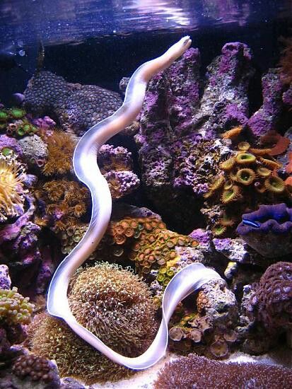 Ghost Ribbon Eel. I don't really like ribbon eels per say, especially since they are one of the most aggressive eels, but I love the look of the Ghost Ribbon. Eel Art, Sea Animals Tattoo, Ribbon Eel, Seashells Photography, Electric Eel, Tattoo Nature, Animals Tattoo, Moray Eel, Underwater Animals