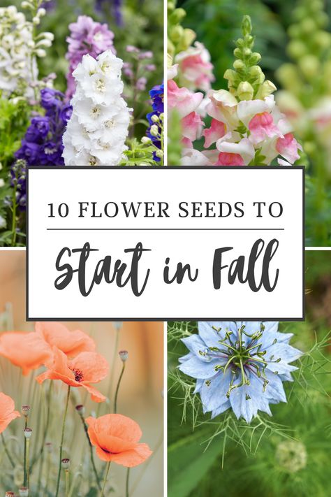 Autumn flower planting, Best flowers for fall, Cold-tolerant blooms, cool flowers, Cool-weather flowers, Early spring flowers, Fall flower care, Fall flower gardening, Fall garden preparation, Fall gardening ideas, Fall Gardening Tips, Fall sowing flowers, Fall-planted flower seeds, Flowers for fall planting, Flowers to plant in autumn, Growing flowers from seeds, Starting a fall garden Planting Bulbs For All Seasons, Nature, Easy Starter Plants, Pnw Native Flowers, Fall Planting For Spring Harvest, How To Start Seeds In A Greenhouse, Flowers That Love Shade, How To Plant Seeds In Pots, Flower Rows Garden