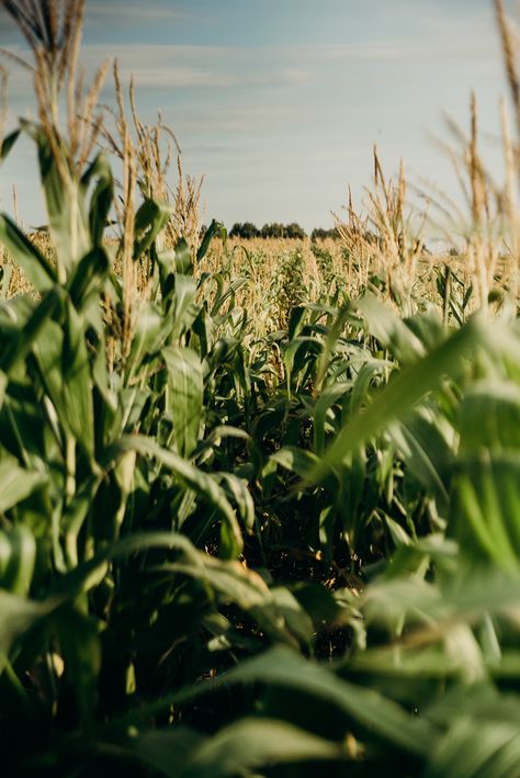 Cropping Photography, Maize Plant, Mycorrhizal Fungi, Agriculture Photography, Crop Field, Corn Field, Farm Lifestyle, Plant Nutrients, Soil Health