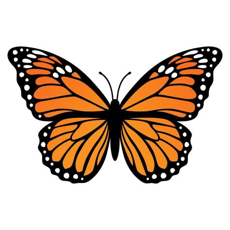 Butterfly Vector Illustration, Borboleta Tattoo, Dia De Los Muertos Decorations Ideas, Butterfly Vector, Butterfly Images, Butterfly Illustration, Butterfly Clip Art, Orange Butterfly, Butterfly Drawing