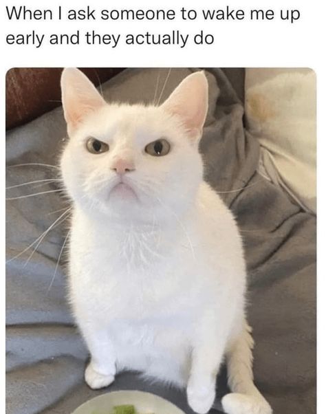 Inappropriate Memes, Cat Expressions, Cat Post, Wake Me, Memes Humor, Funny Cat Memes, Funny Cat Pictures, Funny Animal Memes, Silly Cats