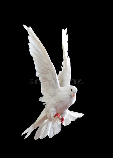 A free flying white dove isolated on a black. Background , #Affiliate, #white, #flying, #free, #dove, #Background #ad Dove Flying, Dove Images, Dove Pictures, Photoshop Backgrounds Backdrops, Animal Illustration Art, Black Background Photography, Photo Background Images Hd, Best Photo Background, Love Background Images