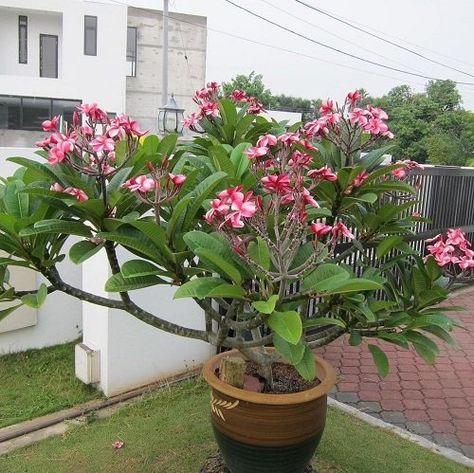 Balcony Plants Ideas, Tree Psd, Landscaping House, Small Cactus Plants, Tropical Garden Ideas, Desert Bloom, Balcony Flowers, Window Box Flowers, Box Flowers