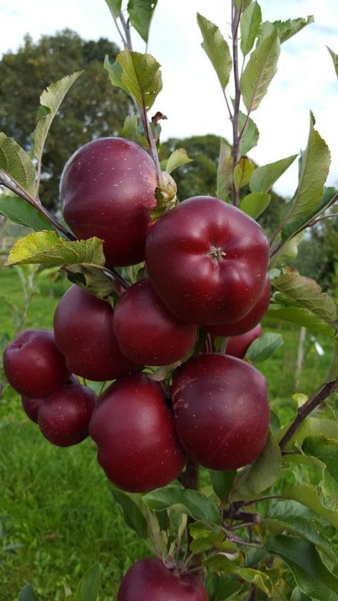 Apple Plant, Background Sweet, Potted Fruit Trees, Fruits And Vegetables Pictures, Apple Garden, Vegetable Pictures, Growing Fruit Trees, Flower Garden Design, Fruit Photography