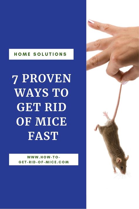 Diy Mice Repellent, Mice Prevention, Mouse Traps That Work, Mouse Trap Diy, Electric Mouse Trap, Live Mouse Trap, Bucket Mouse Trap, Mouse Trap Game, Best Mouse Trap