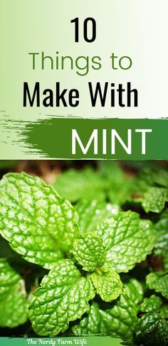 Essen, Container Herbs, Mint Plant Uses, Homemade Apothecary, Harvest Herbs, Herb Ideas, Mint Herb, Herbs Plants, Farm Wife