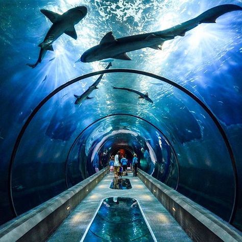 Tunnel vision  oregon coast aquarium Blue Planet Aquarium, Sea Life Centre, Dubai Aquarium, Big Yachts, Hurghada Egypt, The Blue Planet, Georgia Aquarium, Beach Weather, Krabi