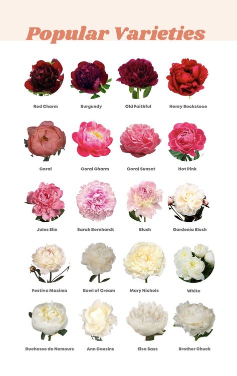 Peony Varieties, Peony Colors, Peonies Season, Growing Peonies, Different Types Of Flowers, Types Of Roses, Red Peonies, Cut Flower Garden, Peonies Garden