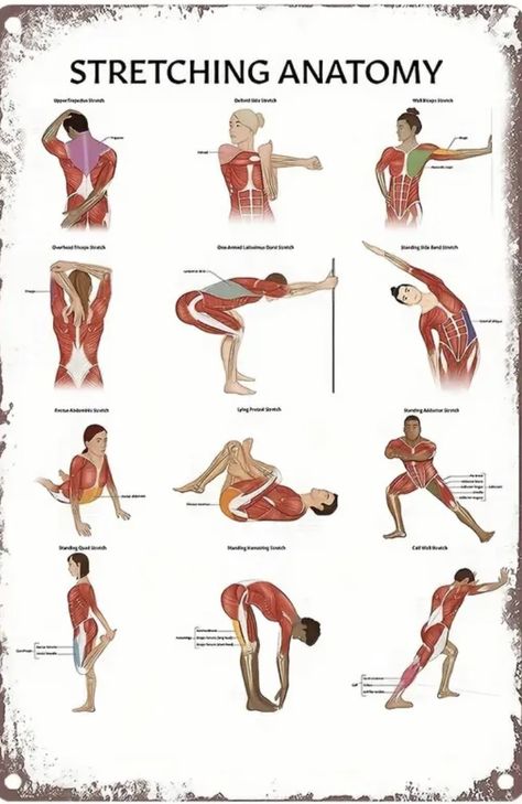 Lumbar Stretch, Muscular Anatomy, Muscles Anatomy, Yoga Muscles, Workout Gym Routine, Anatomy References, Morning Yoga Routine, Basic Anatomy And Physiology, Belly Workout Challenge