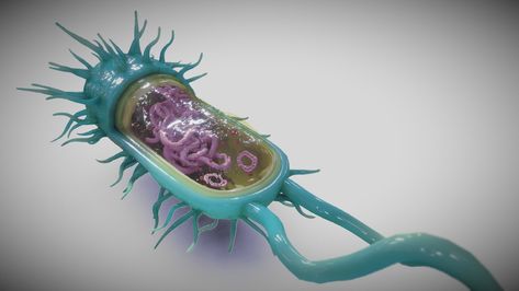 "Bacterial Cell Structure" by /Ebers Bacterial Cell, Bacterial Cell Structure, 3d Plant Cell, Cell Membrane Structure, Galvanic Cell Diagram, Cell Structure