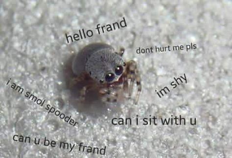 Aw, little friend! Pet Bugs, Jumping Spiders, Pet Spider, Cool Bugs, Jumping Spider, Incredible Creatures, Cute Creatures, Cute Little Animals, Dragonflies