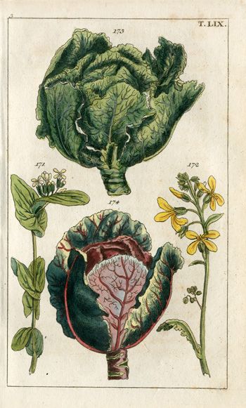 Wilhelm Natural History Botanical Prints 1810 Cabbage Flowers, Brassica Oleracea, Mustard Flowers, Tattoo Skin, Science Illustration, Botanical Illustration Vintage, Wildlife Prints, Botanical Artwork, Scientific Illustration