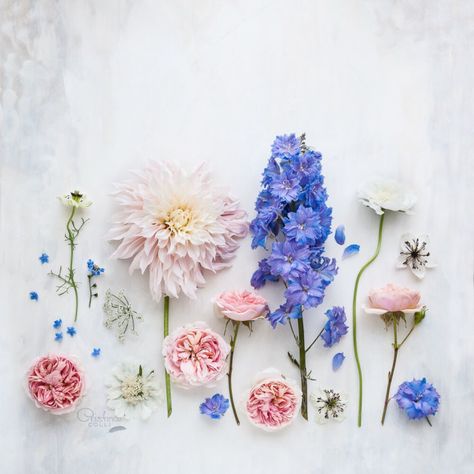 Floral flatlay © Cristina Colli Blog post: behind the scenes of a still life #flatlay #flowers #floral #photography fine art Floral Flatlay, November Wallpaper, Photography Still Life, Still Life Flowers, Pet Shop Boys, Photography Flowers, Simple Phone Wallpapers, Pretty Backgrounds, Flat Lay Photography