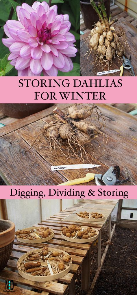 Learn how to dig out dahlia tubers for winter. Divide in fall or spring. How to store and replant in the spring. Dahlia Flower Garden, Dahlia Care, Planting Dahlias, Flower Dahlia, Cut Flower Farm, Dahlia Tubers, Dahlias Garden, Growing Dahlias, Fall Bulbs