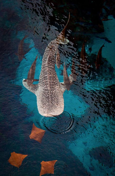 ♂ Life by the sea - West Side Story by Pat Kofahl  #fish #ocean #sea #planetearth #nature #blue Fish, Water, Swimming, Whale Shark, A Group