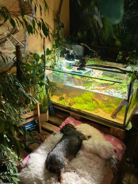 Turtle Tank Aesthetic, Turtle Tank Ideas, Turtle Things, Turtles Pet, Tank Terrarium, Animal Enclosures, Turtle Aquarium, Artsy Decor, Cat Shark