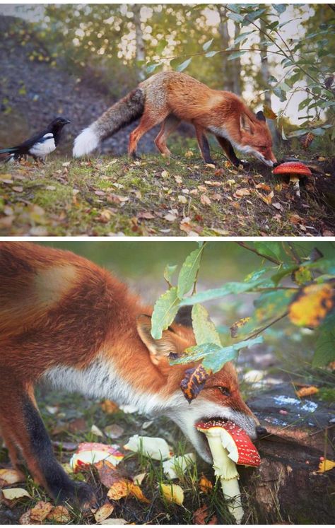 “Red Fox And Magpie In Autumn” by Niko Pekonen Otters, Kangaroo, Fox Eating, Fox Eat, Fox Farm, Fox Pictures, Meme Template, Go Outside, Alien Logo