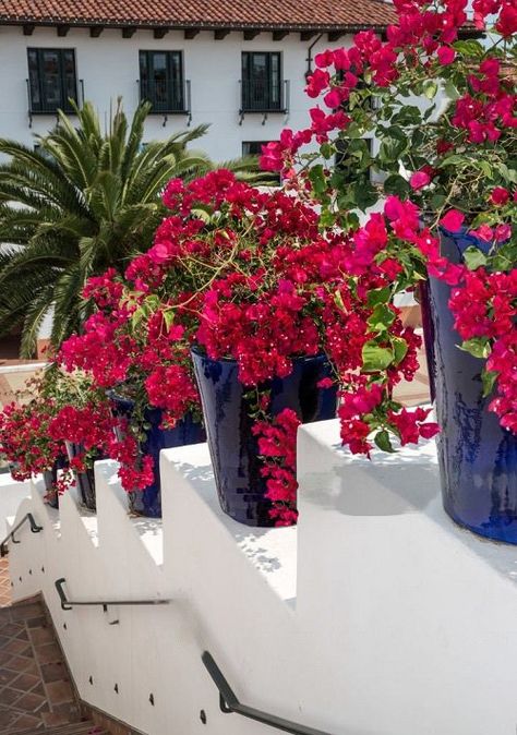 Potted Bougainvillea Ideas, Bougainvillea In Pots, Growing Bougainvillea, Bougainvillea Trellis, Bougainvillea Care, Rose Like Flowers, Indoor Vines, Chinese Evergreen Plant, White Flowering Plants