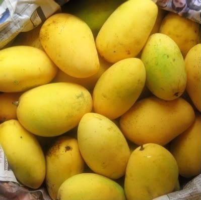 There is a wide variety of mangoes in the Philippines but the most popular and the sweetest is the "Kalabaw" variety. Mango Varieties, Fruit Bearing Trees, Lemon Salmon, Mango Fruit, Mango Tree, Exotic Food, Tropical Climate, Exotic Fruit, Tropical Fruits