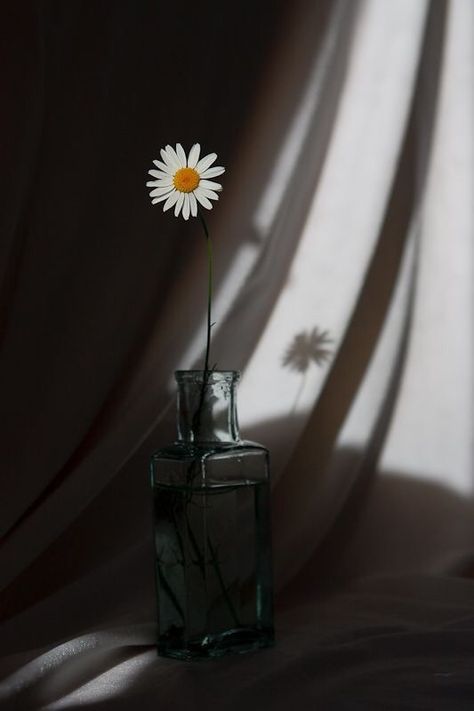 mert34 Marguerite Flower, Creative Pics, Daisy Wallpaper, Daisy Love, Shadow Photography, Image Nature, Dream World, 背景 シンプル, Foto Art