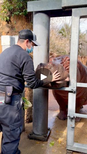 Nothing beats morning snout rubs! 🥰🦛 #animals #hippo #cuteanimals | San Antonio Zoo | San Antonio Zoo · Original audio San Antonio Zoo, San Antonio, Cute Animals, Audio, The Originals, Animals