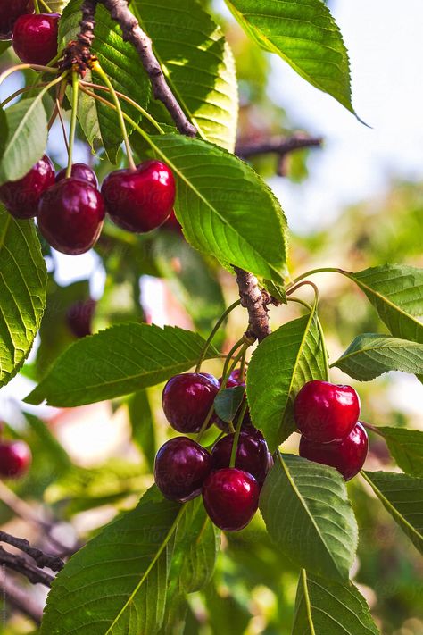 Trees For Garden, Cherry Plant, Cherry Fruit, Beautiful Fruits, Orange Aesthetic, Tree Photography, Garden Photography, Fruit Plants, Fruit Garden