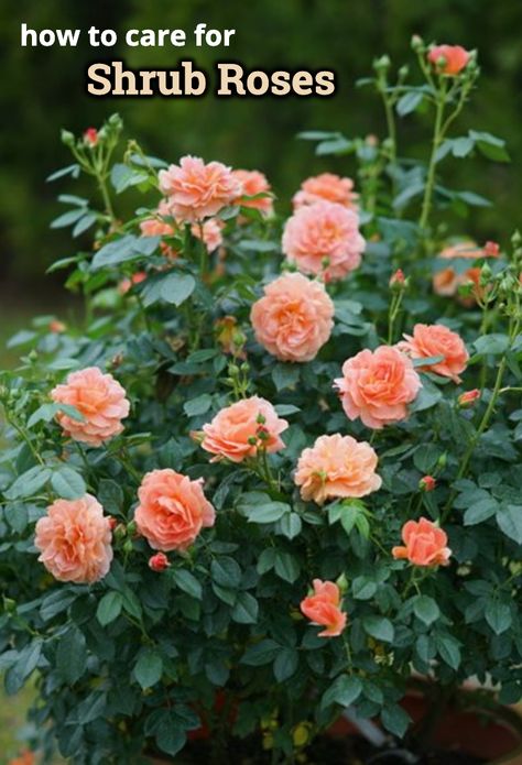 Foundation Garden, Landscape Roses, Rose Garden Landscape, Landscaping With Roses, Garden Answer, Floribunda Roses, Rose Garden Design, Rose Bushes, Rose Varieties