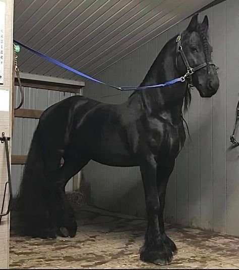 Friesian Horse Photography, Beautiful Horses Wild, Percheron Horses, Friesian Horses, Horse Riding Outfit, Beautiful Horses Photography, Horse Inspiration, Horse Aesthetic, Black Horses