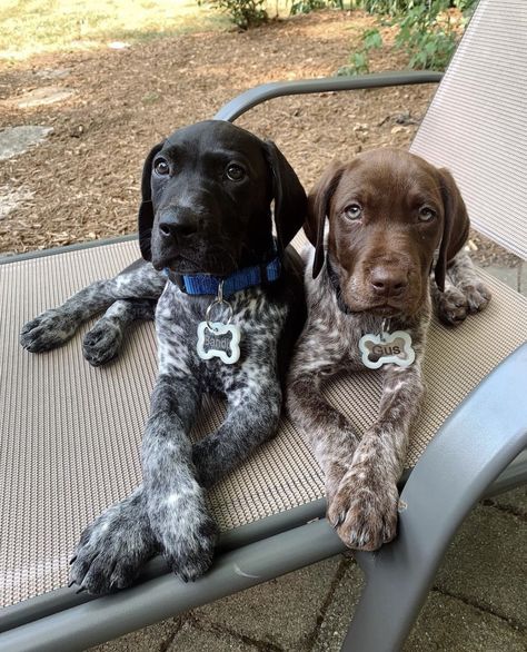 Only Him, Gsp Dogs, Gsp Puppies, German Shorthaired Pointer Dog, Pointer Puppies, Cute Animals Puppies, Very Cute Dogs, Really Cute Dogs, Pretty Dogs