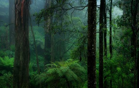 A Strong Place | Wet, cold rainy afternoon in the forest. Pa… | Flickr Iphone Wallpaper Rain, Congo Rainforest, Rainy Wallpaper, Dark Green Wallpaper, Rain Wallpapers, Nature Background Images, Forest Background, Jungle Wallpaper, Wallpaper Dark