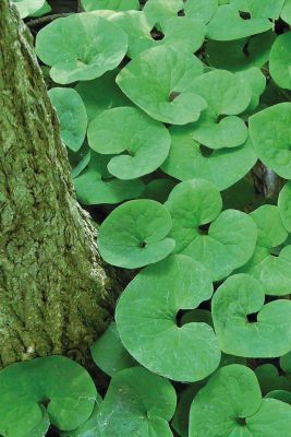 Wildflowers | Prairie Nursery Spring Ephemerals, Ground Cover Shade, Prairie Nursery, Black Walnut Tree, Ginger Plant, Lawn Alternatives, Woodland Plants, Wild Ginger, Plant Delivery