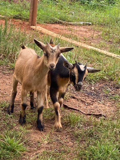 Goats Jumping, Goat Photography, Pet Goat, Pygmy Goat, Cute Goats, Beautiful Farm, Mini Farm, Goat Farming, Baby Goats