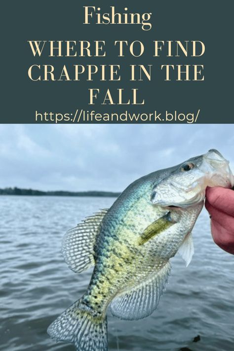 Fishing - Where to Find Crappie in the Fall Crappie Rigs, Easy Fishing Knots, Crappie Lures, Knot Guide, Ice Fishing Gear, Crappie Fishing Tips, Fishing Hook Knots, Fishing Pond, Fish Types