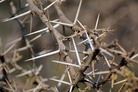 Thorn Bush, Horror High, Stock Images Free, South Africa, National Park, Close Up, Photo Image, National Parks, Royalty