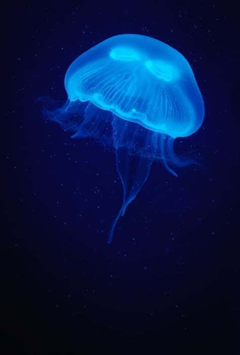 Jellyfish in a blue light over dark wate... | Premium Photo #Freepik #photo #water #light #nature #blue Image Bleu, Photo Bleu, Blue Aesthetic Dark, Dark Water, Dark Blue Wallpaper, Blue Jellyfish, Water Aesthetic, Baby Blue Aesthetic, Light Blue Aesthetic