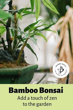 Bamboo Bonsai: Ideal accent in the Japanese garden | Bambu Batu Zen Patio, Bamboo Bonsai, Iris Sibirica, Japanese Stone Lanterns, Gravel Landscaping, Evergreen Hedge, Bonsai Styles, Stone Lantern, Element Water