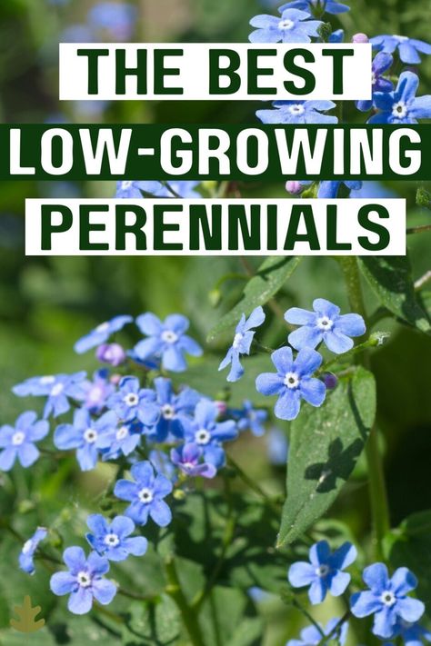 The Best Low-Growing Perennial Flowers Low Growing Perennials, Border Gardens, Perennial Border Plants, Yard Flowers, Edging Plants, Shade Loving Perennials, Herbs Garden, Perennial Flowers, Best Perennials