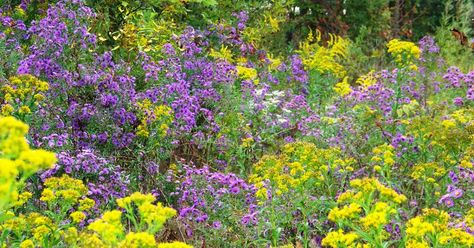 In early September Goldenrod and New England Aster are in bloom Wetland Landscape, New England Aster, Rain Garden, Native Garden, Purple And Yellow, Green Witch, Pretty Plants, Gorgeous Gardens, The Purple