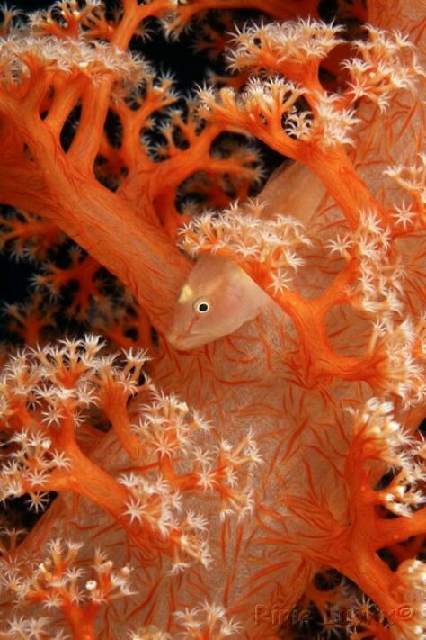 Underwater Orange Ocean Perfume, Peach Sherbert, Cnidaria, Life Under The Sea, Beneath The Sea, Soft Coral, Underwater Creatures, Underwater Life, Water Life