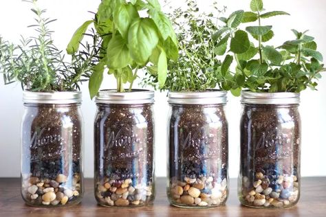 Jar Herb Garden, Mason Jar Garden, Mason Jar Herbs, Mason Jar Herb Garden, Growing Herbs Indoors, Tattoo Plant, Herb Jar, Herb Garden In Kitchen, Diy Herb Garden