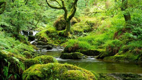 Temperate Celtic Rainforest in the UK - Woodland Trust Rainforest Map, Scottish Forest, Rainforest Biome, Wooded Landscaping, Visit Uk, West Coast Scotland, Temperate Rainforest, Wild Forest, Invasive Species