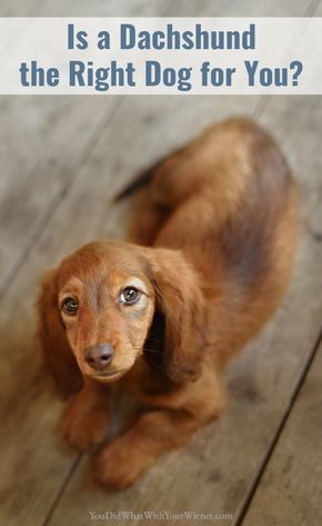 Dachshund Personality, Dachshund Facts, Daschund Puppies, Dachshund Breed, Dachshund Funny, Wire Haired Dachshund, Long Haired Dachshund, Popular Dog Breeds, Dog Tips