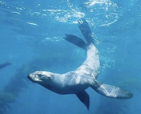 Sea Lion Swimming, Seal Tail, Seal Swimming, San Miguel Island, Seal Animal, Guadalupe Island, Arctic Foxes, Leopard Seal, Fur Seal