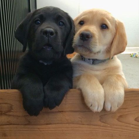 Cute Labrador Puppies, 강아지 그림, Labrador Retriever Puppies, Memorial Tattoos, Lab Puppies, Labrador Puppy, Cute Dogs And Puppies, Cute Animal Pictures