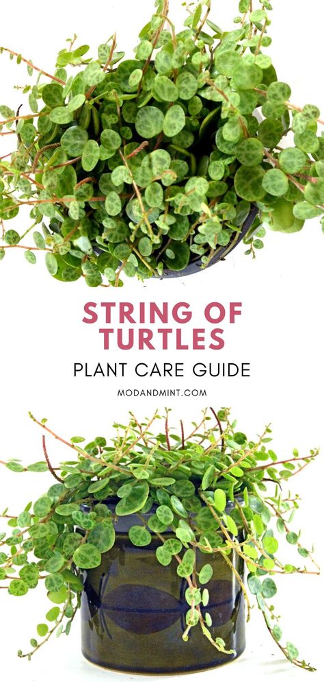 The String of Turtles (Peperomia prostrata) is a semi-succulent trailing plant that grows small round leaves that look like little turtle shells! String Of Turtles Plant, String Of Turtles, String Of Hearts Plant, Turtle Shells, Turtle Care, Hanging Plants Indoor, Trailing Plants, Soil Layers, Flower Spike