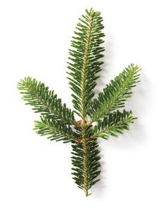 Trick to a Longer-Lasting Christmas Tree | Martha Stewart Living — How do you keep your tree looking fresh and healthy until Christmas? National Christmas Tree, Live Christmas Trees, Fraser Fir, Holiday Greenery, Last Christmas, Tree Branch, Holly Jolly, Christmas Inspiration, Martha Stewart